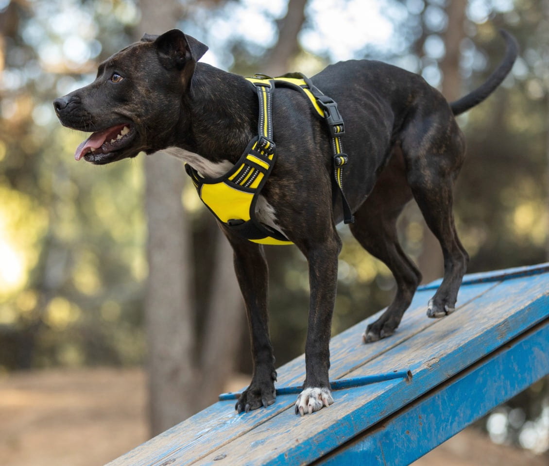 Entrenamiento canino (perro)