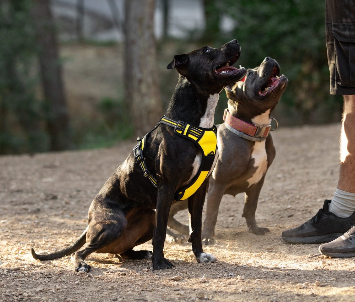 Entrenamiento canino (perros)